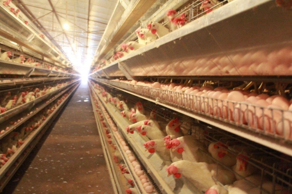 全自动养鸡设备的正确消毒方法及配料顺序是什么？